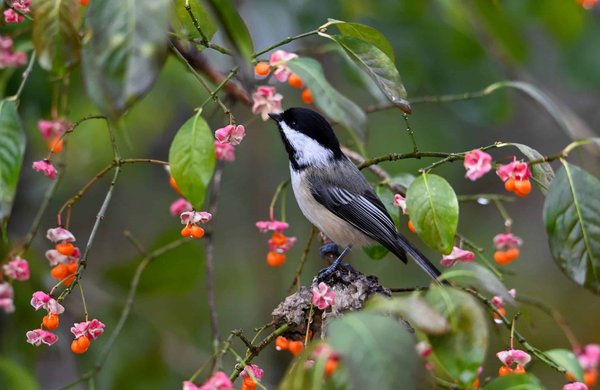 Gestion de la conformité environnementale dans l'industrie minière : Enjeux et stratégies